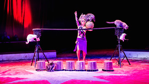 Festival International du Cirque 2015 - Numéro Anelya - Chats